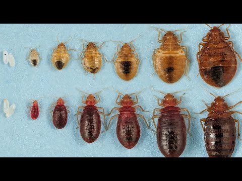 The Life Cycle of a Bed Bug