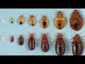 The Life Cycle of a Bed Bug