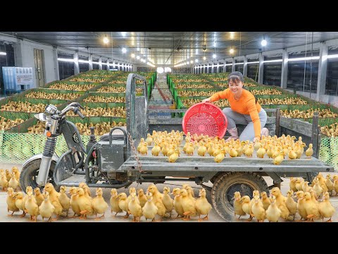 Buy 300+ Ducklings from Duck Farm -- Use Truck Transport Ducklings To Market Sell