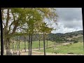Antelope At The San Diego Zoo Safari Park Tram Tour With Narration