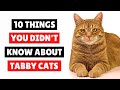 10 Things You Didn T Know About Tabby Cats CATS 101