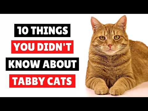 10 Things You Didn't Know About Tabby Cats 😱 CATS 101