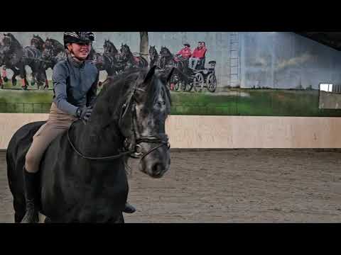 Stal Okkema's Lux - Topspeed Kaspar x Thomas 327 - Gelding - 1.60 - 2021