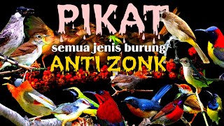 Download lagu Suara Burung Pikat Ribut Edisi Terbaru 2021 mp3
