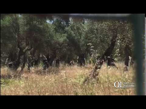 Bitetto, Lina non è diventata una salsiccia