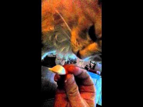 Hungry cat ......the mary kate