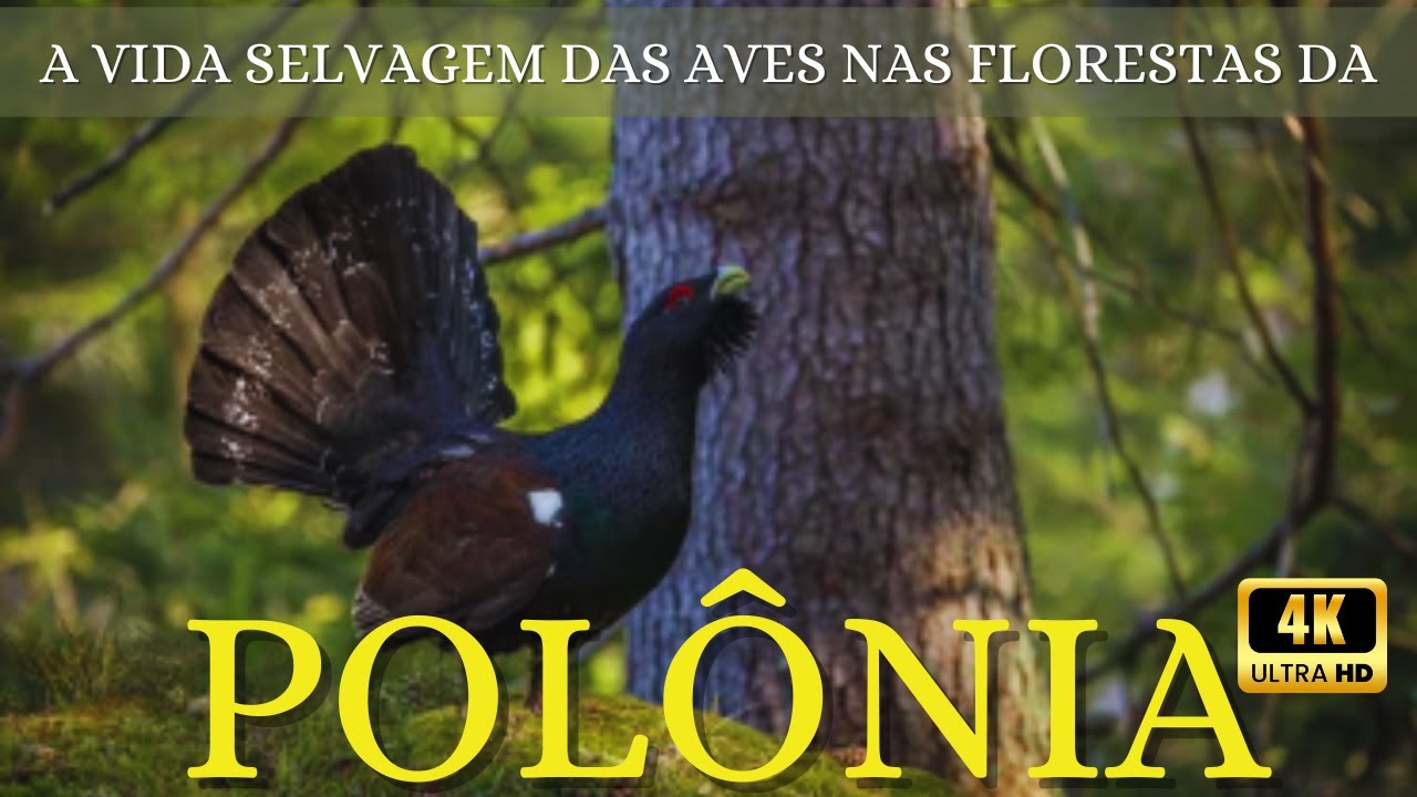 Polônia Selvagem: A Magia das Aves em Seu Habitat Natural | Um Espetáculo da Natureza!