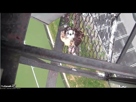 Red-tailed Hawk Chick Looks At Cam While At Nest's Edge – June 11, 2019