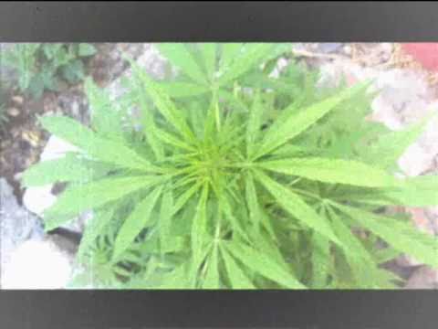 NEGRO JETRO  -  MARIHUANA EN EL AREA