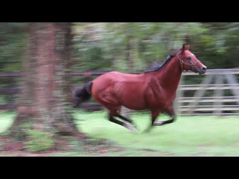 Baseq Al Khalediah at liberty