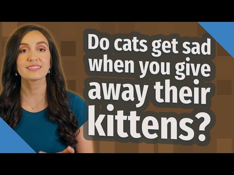 Do cats get sad when you give away their kittens?