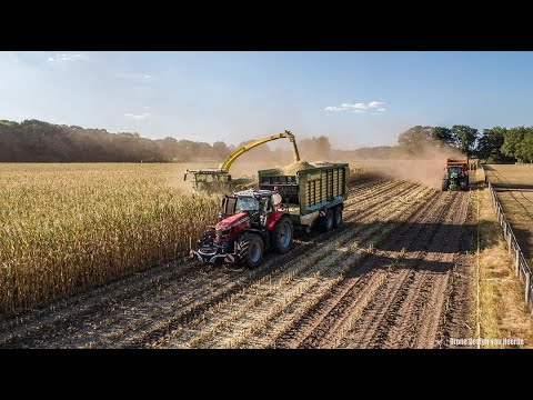 Loonbedrijf Firma Ten Voorde Mais Hakselen met #johndeere #massyferguson #veluwe 4k #harvest