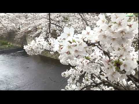 【町田でさくらさんぽ】2024恩田川