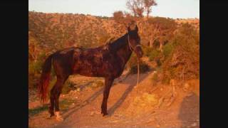 preview picture of video 'La Cavalerie de Zouina cheval au Maroc'