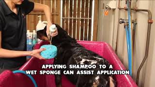 Indoor Bathing of your Pet | Dermcare Vet