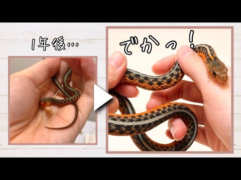 タムノフィス・サータリス・サータリス