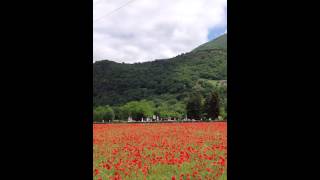 preview picture of video 'Flowers of French Pyrenees in May 2013'