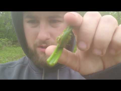 Wild Maine Episode 9: Spring Foraging | Fiddleheads & Edible Spring Plants in Maine