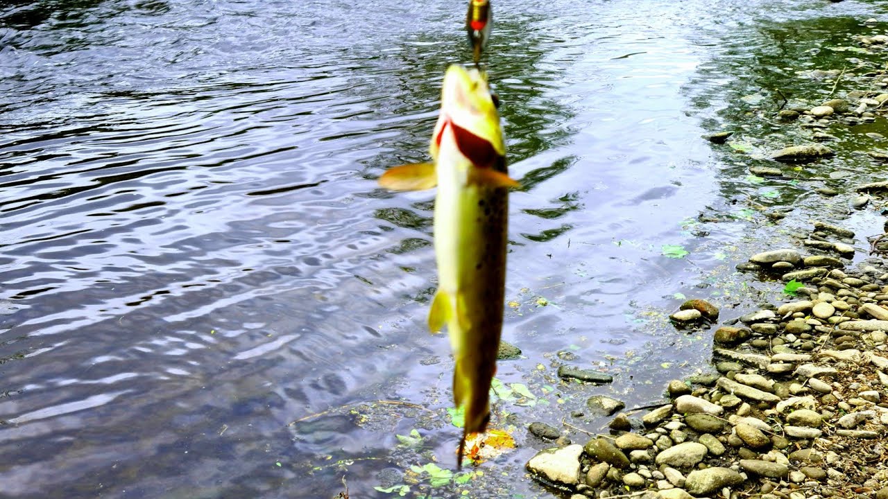 Trout fishing the Etherow River