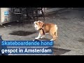 Skateboardende hond gespot in Amsterdam