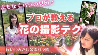 【プロ直伝！写真を撮るコツ】まもなくバラが見頃！「いわみざわ公園バラ園」で人気フォトグラファーが“花を美しく撮るテクニック”を伝授＆こだわりソフトクリームが味わえる「ロイズ ローズガーデンあいの里」