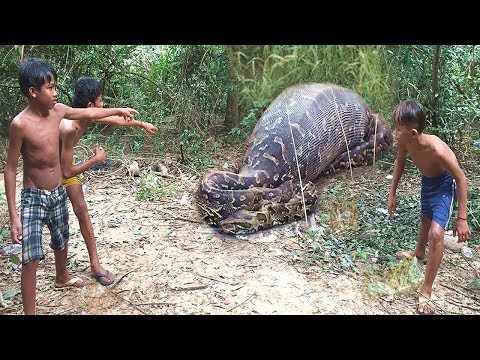 Amazing Children catching big Python Snake on Tree with bare Hand- Brave Children in Cambodia