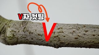 가지를 쉽게 구부릴 수 있는 방법 ㅣ 가지 유인 노하우 ㅣ  가지 구부리기