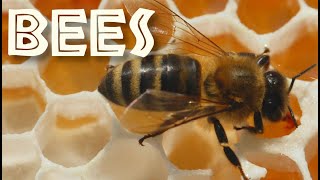 All About Bees for Kids: Bee Facts and Information