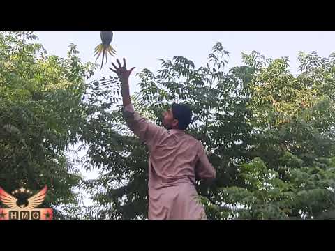 YouTube video about: How to catch a bird in a tree?
