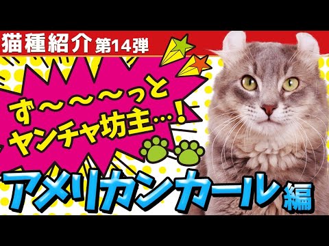 アメリカンカールの猫