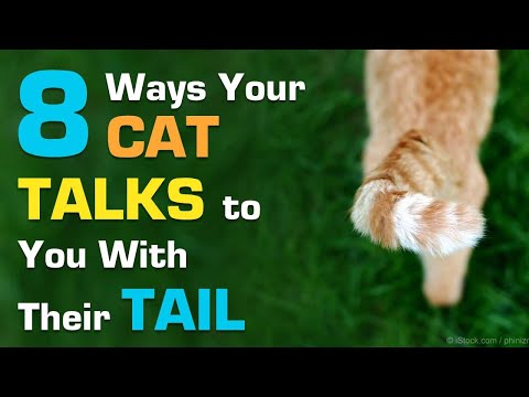 Cat Tail Language: What Your Cat’s Tail Is Telling You