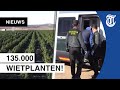 Beelden: grootste wietplantage in Europa ontdekt