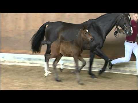 Holsteiner Verband - SF v. Connor - Lorentin I