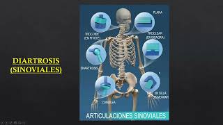 Organización del esqueleto de los miembros superiores e inferiores - Anatomía