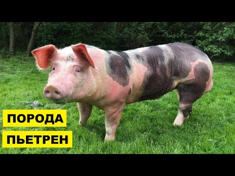 , title : 'Разведение свиней породы Пьетрен как бизнес идея | Свиньи Пьетрен