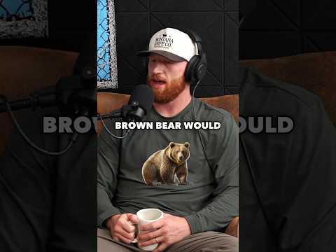 Brown Bear vs Tiger 👀 #shorts