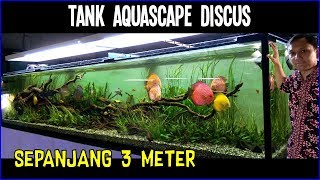 Ikan Discus di Aquascape - Tips Dasar Memelihara Discus