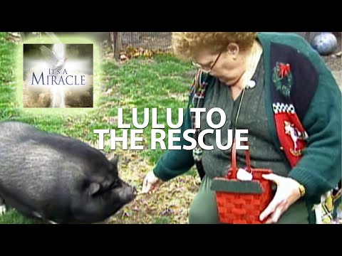 Lulu to the Rescue - It's a Miracle