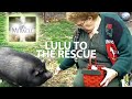 Lulu to the Rescue - It's a Miracle
