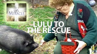 Lulu to the Rescue - It&#39;s a Miracle