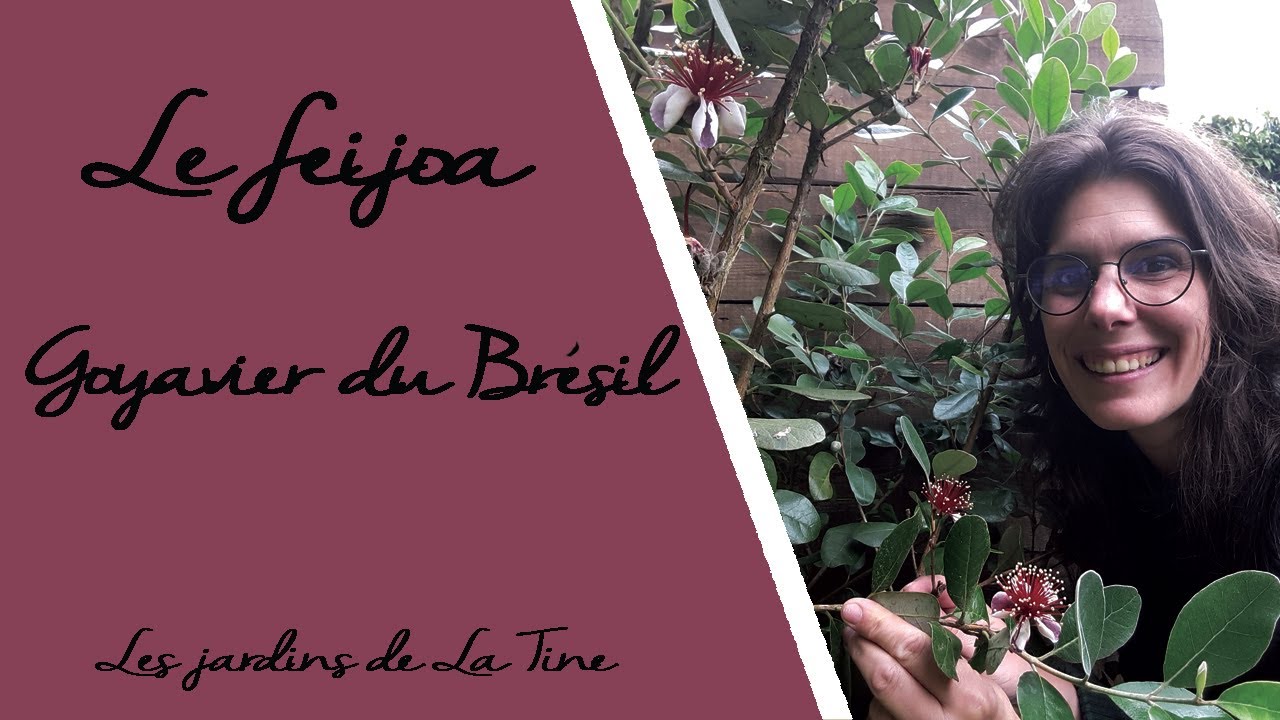 Feijoa - Un arbuste ornemental aux fruits comestibles -  Les Jardins de La Tine