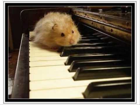 hamster on a piano