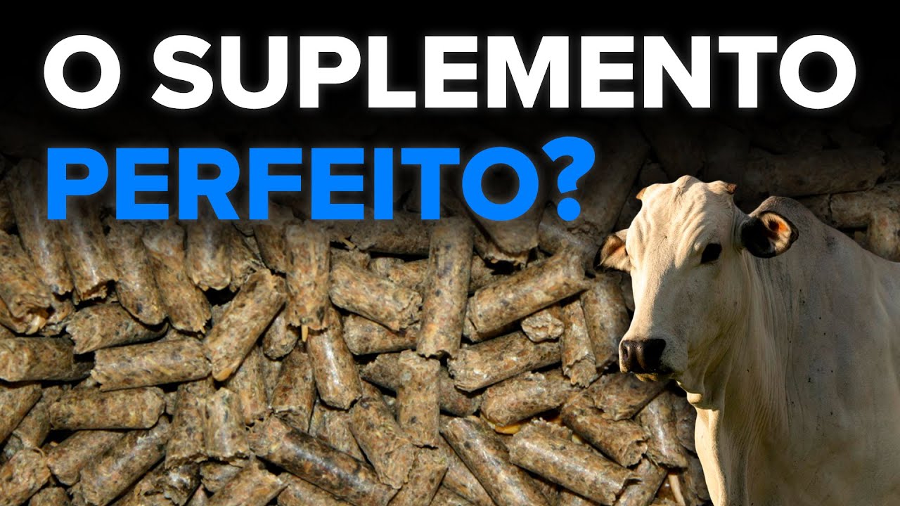 Suplementação a pasto com casca de soja