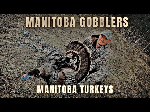 PERFECT ARCHERY KILL SHOT! | Manitoba Turkey Hunting