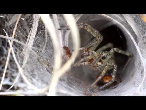 Agelena labyrinthica