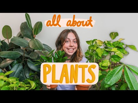 My Plant Collection + Tips To NOT Kill Your Plants!