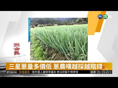 三星蔥量多價低 蔥農嘆越採越賠錢
