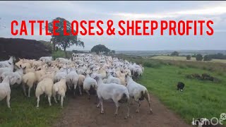 CATTLE LOSES & SHEEP PROFITS