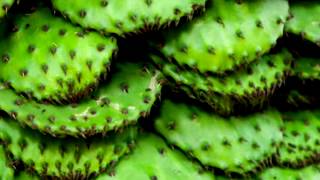 Cooking Nopales Cactus