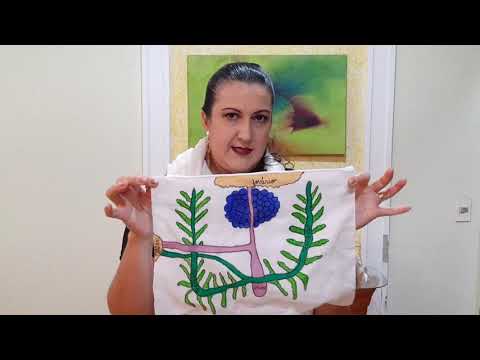 Teníase - Doenças causadas por vermes.